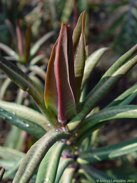 Euphorbia lathyris