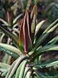 Euphorbia lathyris