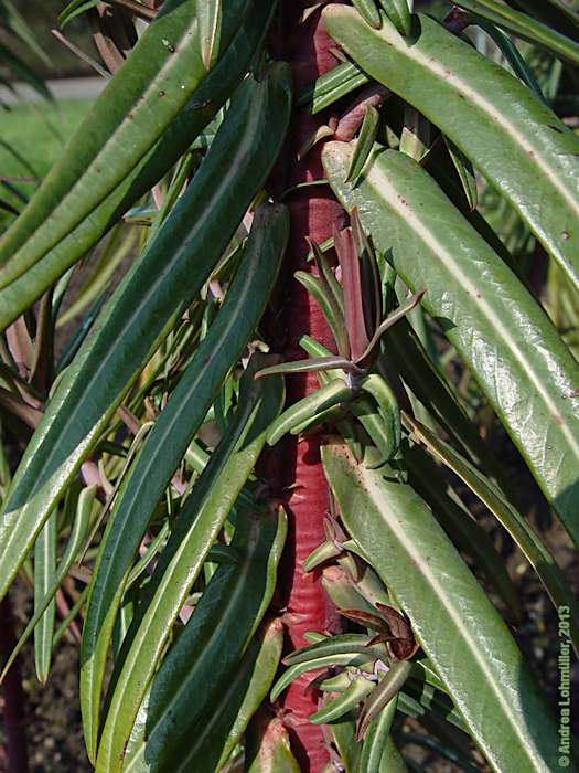 Euphorbia lathyris