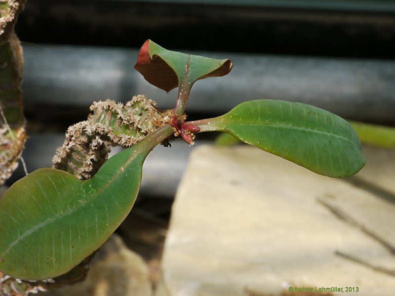 Euphorbia leuconeura