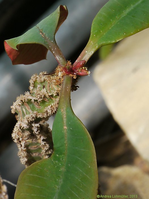 Euphorbia leuconeura