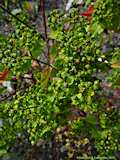 Euphorbia lucida