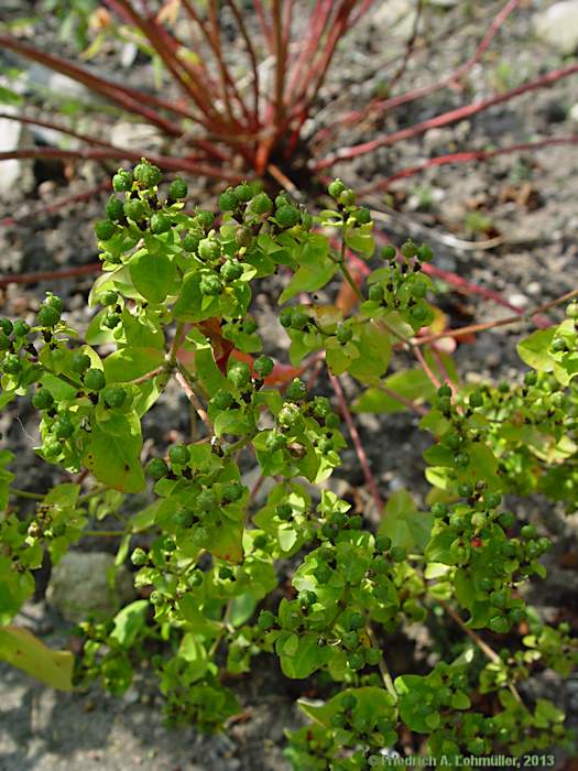 Euphorbia lucida