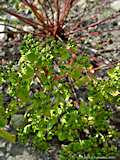 Euphorbia lucida