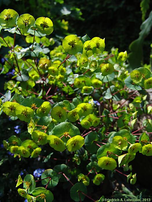 Euphorbia lucida