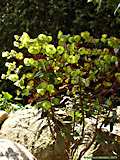 Euphorbia lucida