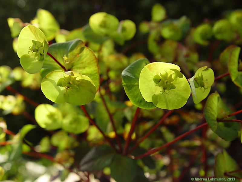 Euphorbia lucida