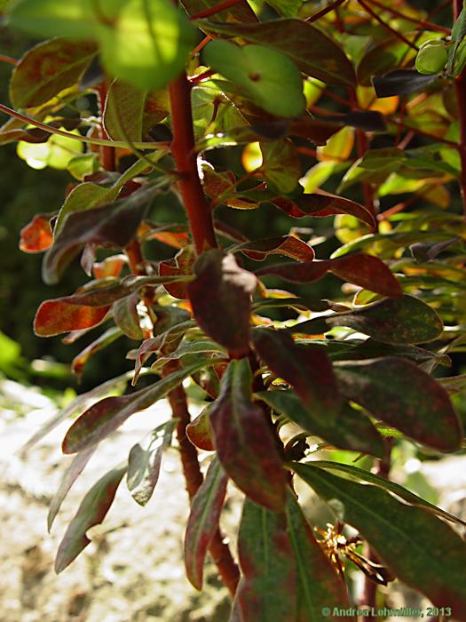 Euphorbia lucida