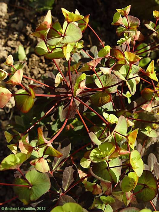 Euphorbia lucida