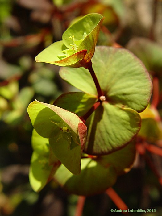 Euphorbia lucida