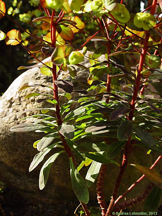 Euphorbia lucida