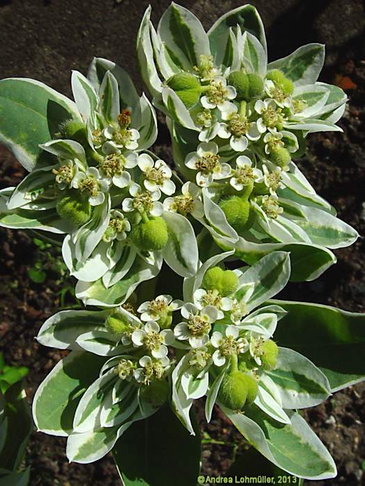 Euphorbia marginata