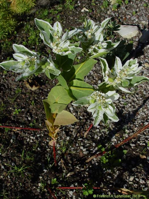 Euphorbia marginata