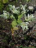 Euphorbia marginata