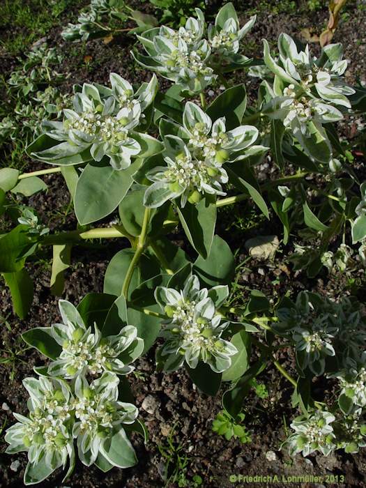 Euphorbia marginata