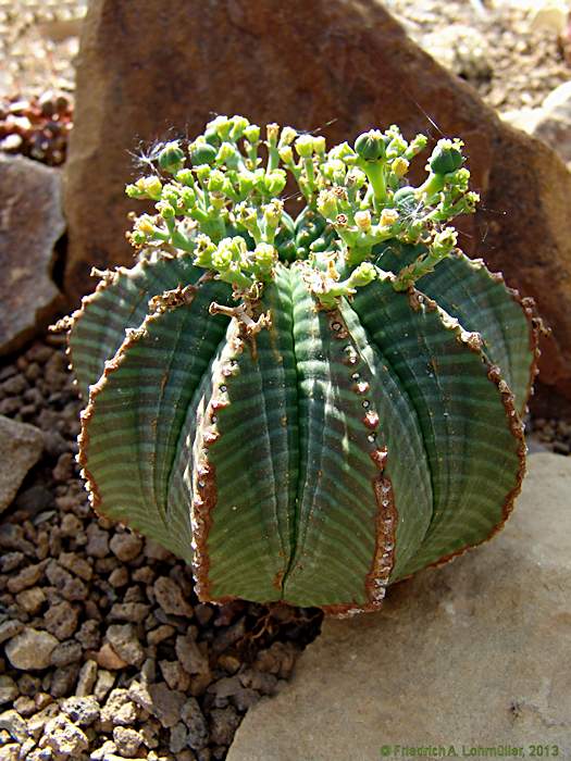Euphorbia meloformis subsp. valida