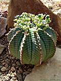 Euphorbia meloformis