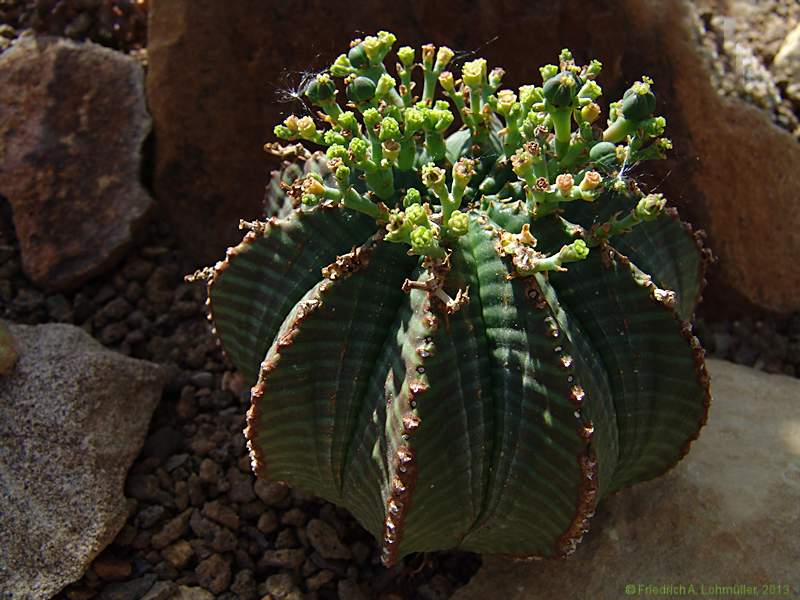 Euphorbia meloformis subsp. valida