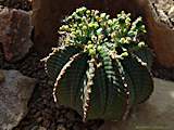 Euphorbia meloformis subsp. valida