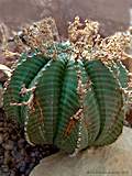 Euphorbia meloformis subsp. valida