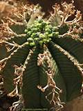 Euphorbia meloformis subsp. valida