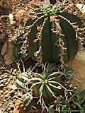 Euphorbia meloformis subsp. valida