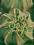 Euphorbia meloformis subsp. valida