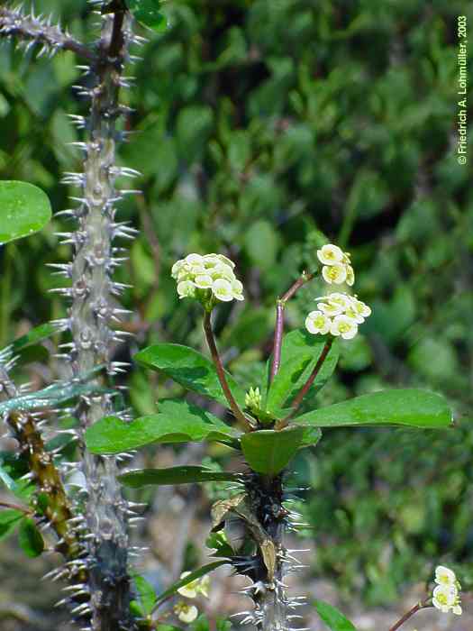 Euphorbia milii