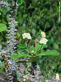 Euphorbia milii