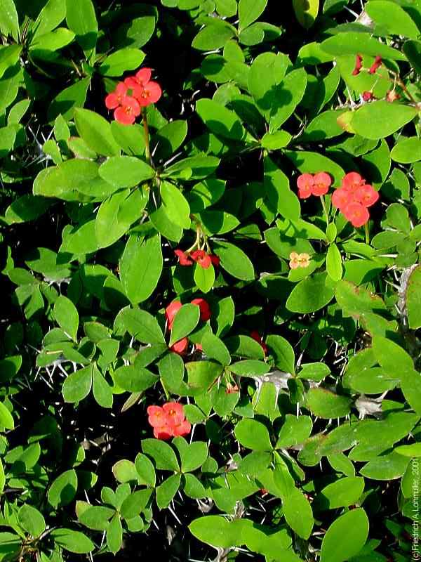 Euphorbia milii var. splendens