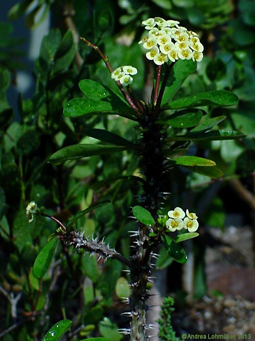 Euphorbia milii