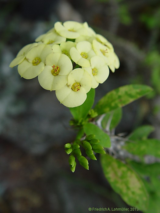 Euphorbia milii