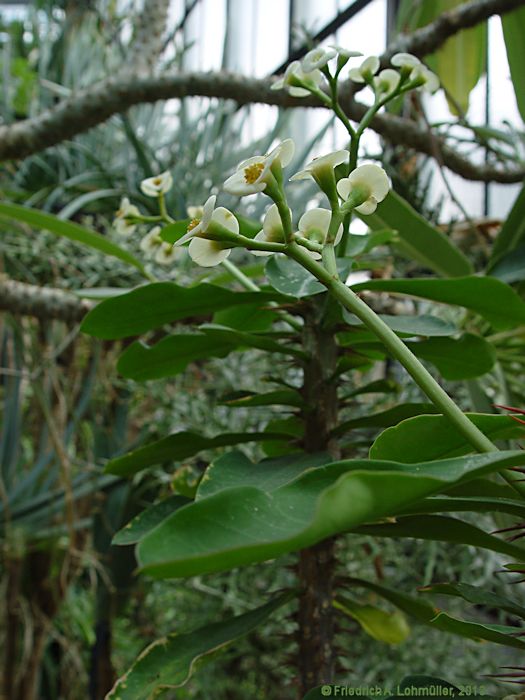 Euphorbia milii