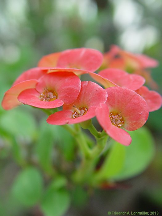 Euphorbia milii var. splendens