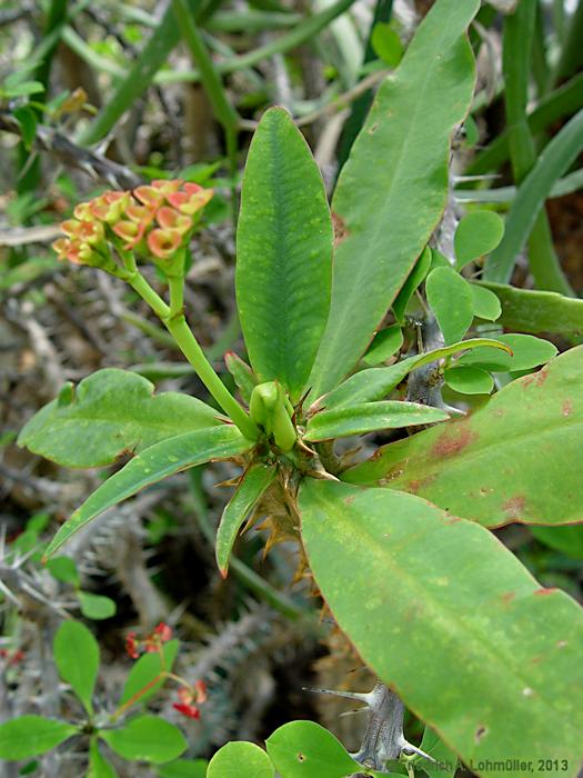 Euphorbia milii