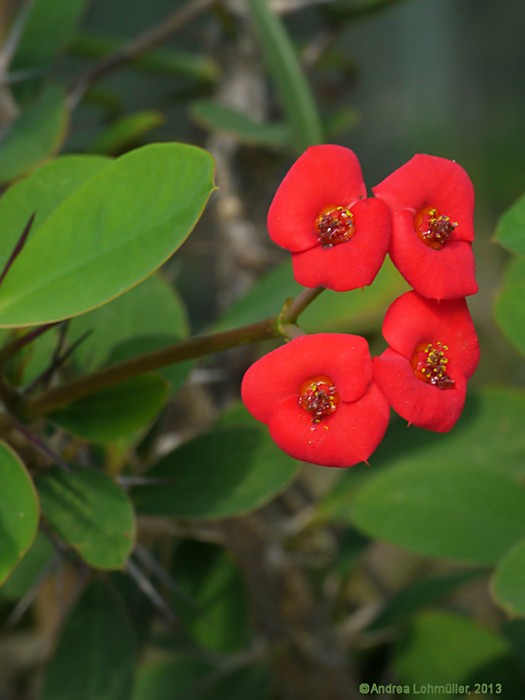 Euphorbia milii var. splendens