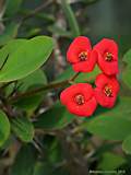 Euphorbia milii var. splendens