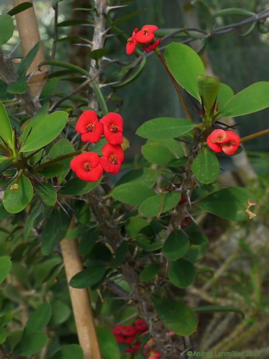 Euphorbia milii var. splendens