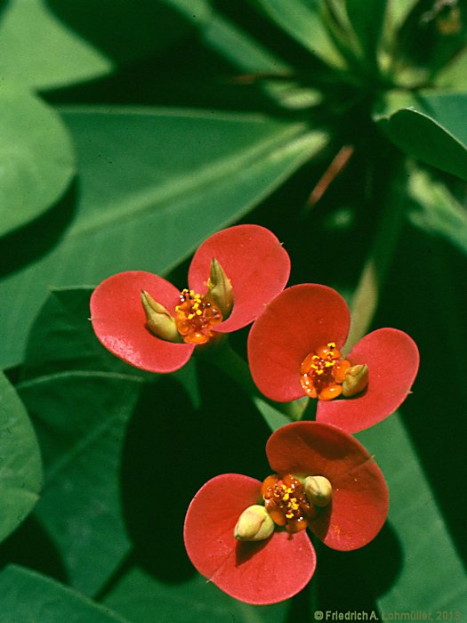 Euphorbia milii var. splendens