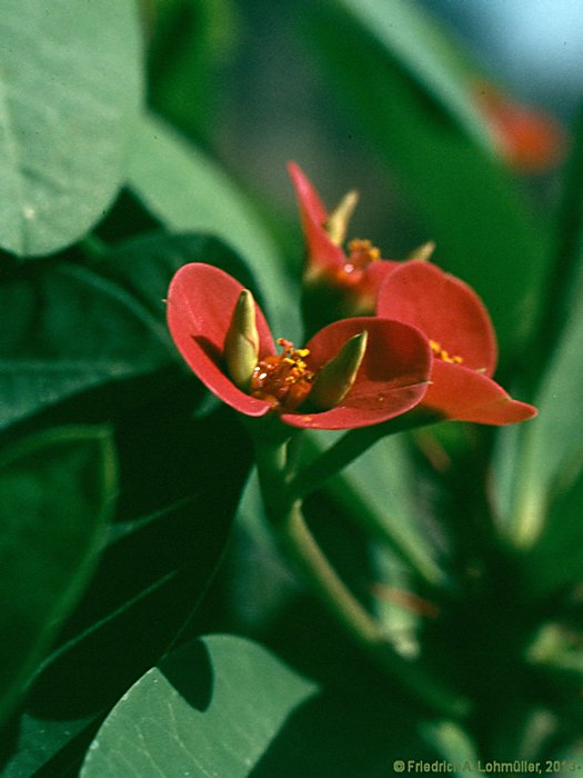 Euphorbia milii var. splendens