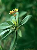 Euphorbia milii