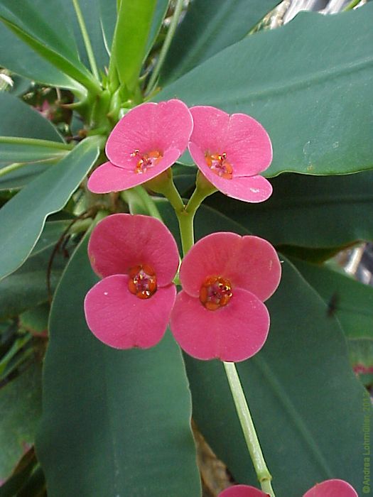 Euphorbia milii var. splendens