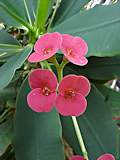 Euphorbia milii