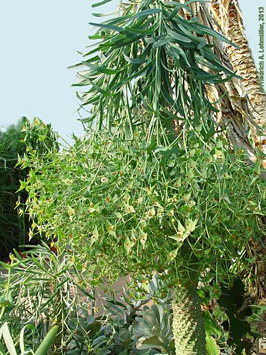 Euphorbia monteiroi