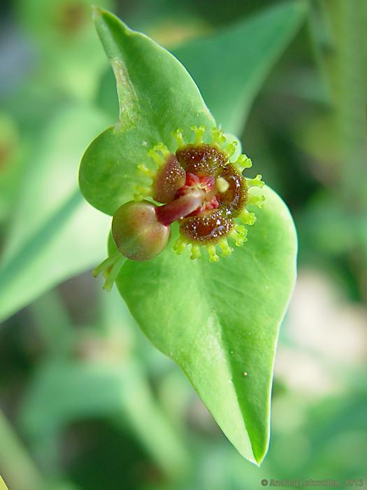 Euphorbia monteiroi