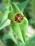 Euphorbia monteiroi