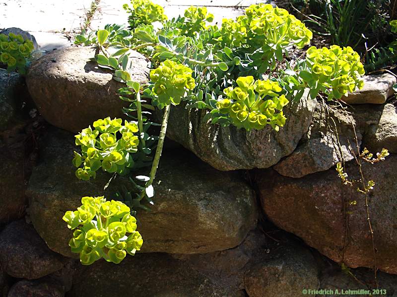 Euphorbia myrsinitis