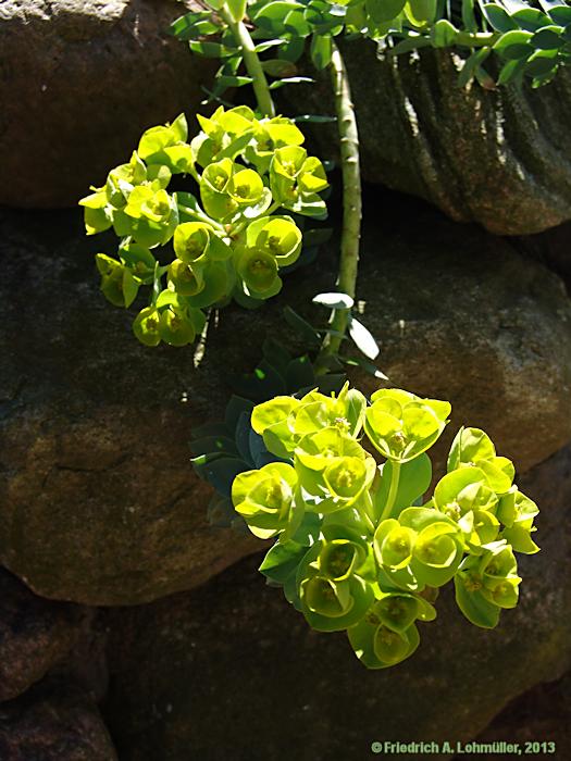 Euphorbia myrsinitis