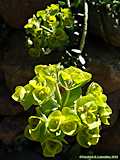 Euphorbia myrsinitis