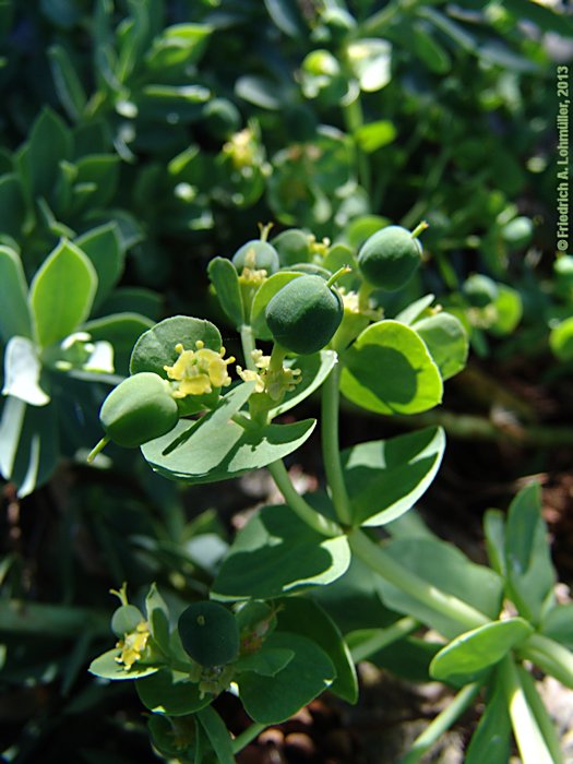 Euphorbia myrsinitis